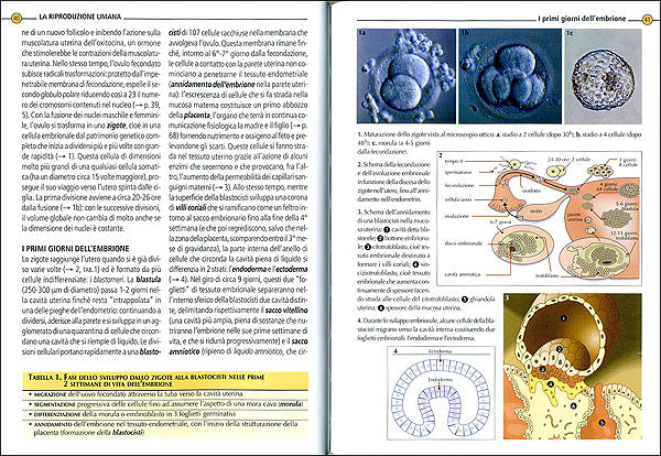 Gravidanza. Fecondazione e sterilità. Diagnosi prenatale. I nove mesi dell'attesa. Analisi ed ecografie. Il parto. I primi giorni.
