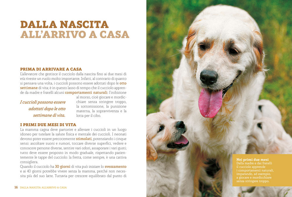 L'educazione del tuo cane