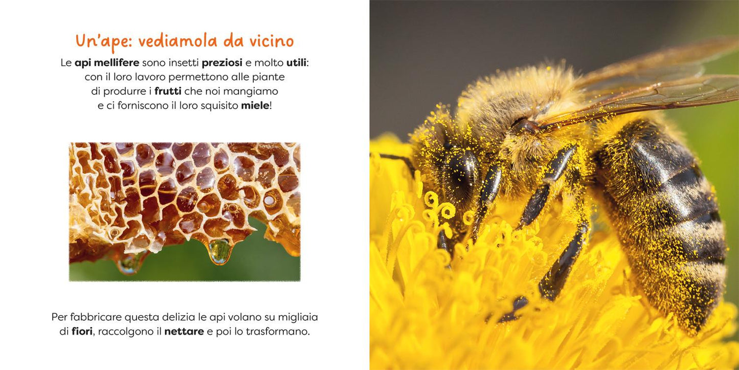 Ape. primi libri fotografici per osservare la natura da vicino!