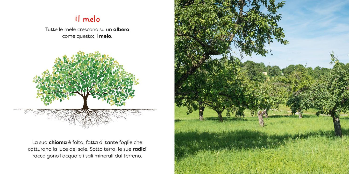 Mela. il piacere dell'osservazione, l'emozione della scoperta!