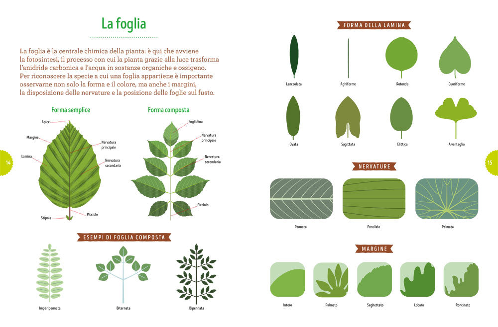 Tra foglie e fogli. Il mio erbario
