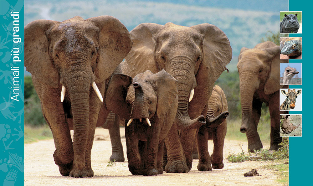 Nel mondo degli animali