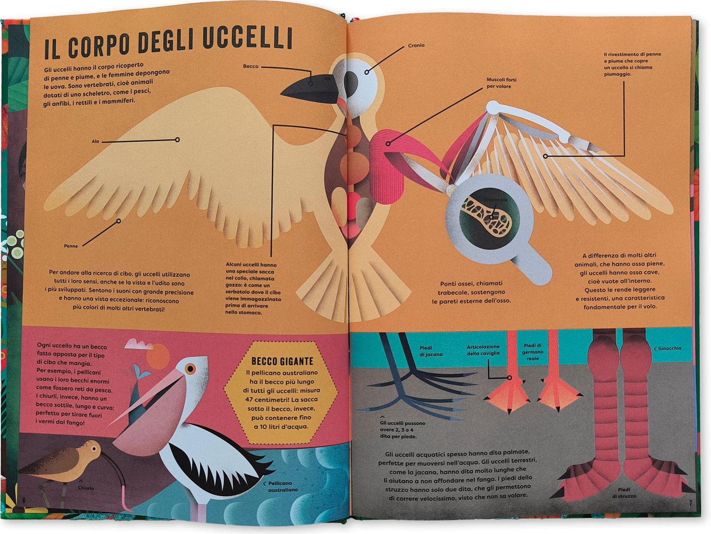Il mio libro degli uccelli. Una prima guida per aspiranti birdwatchers!