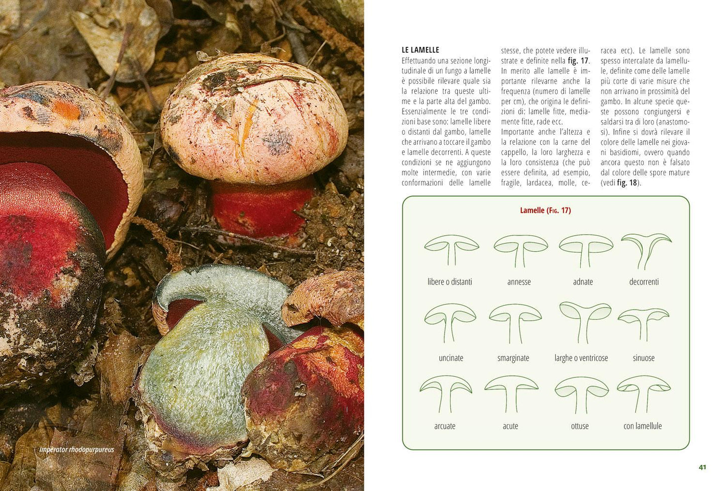TUTTO FUNGHI