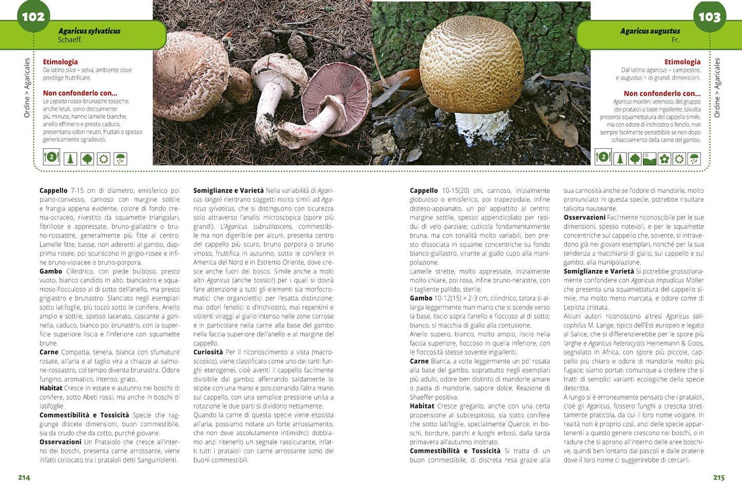 TUTTO FUNGHI