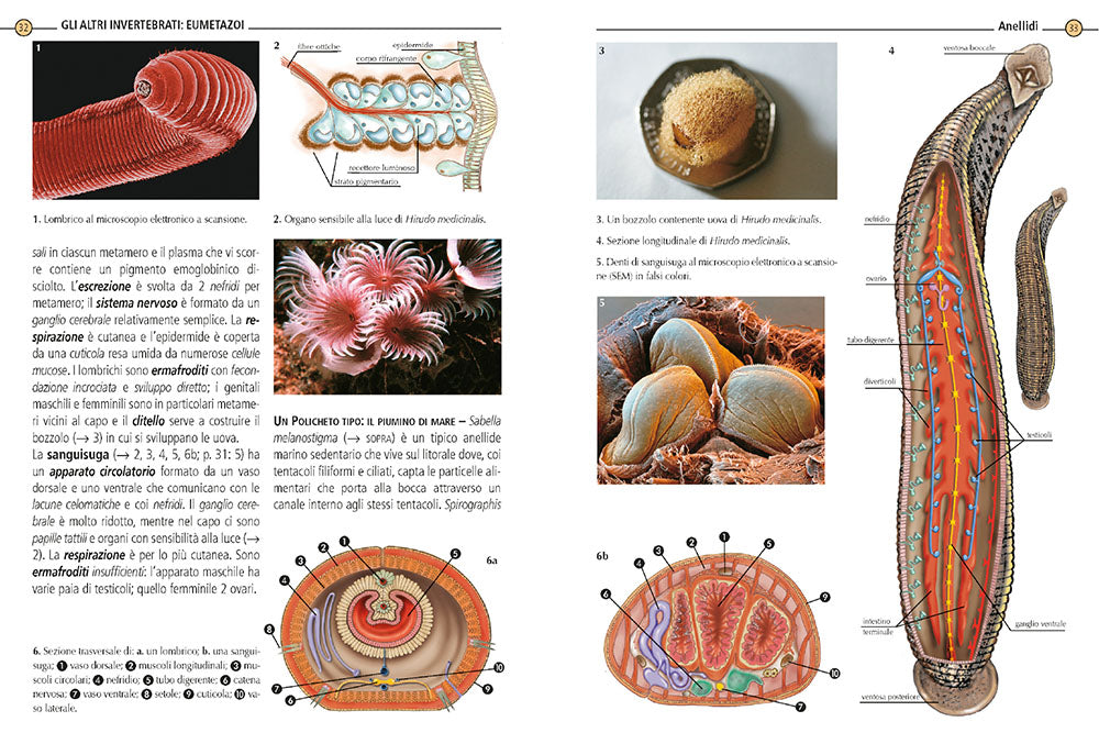 Zoologia