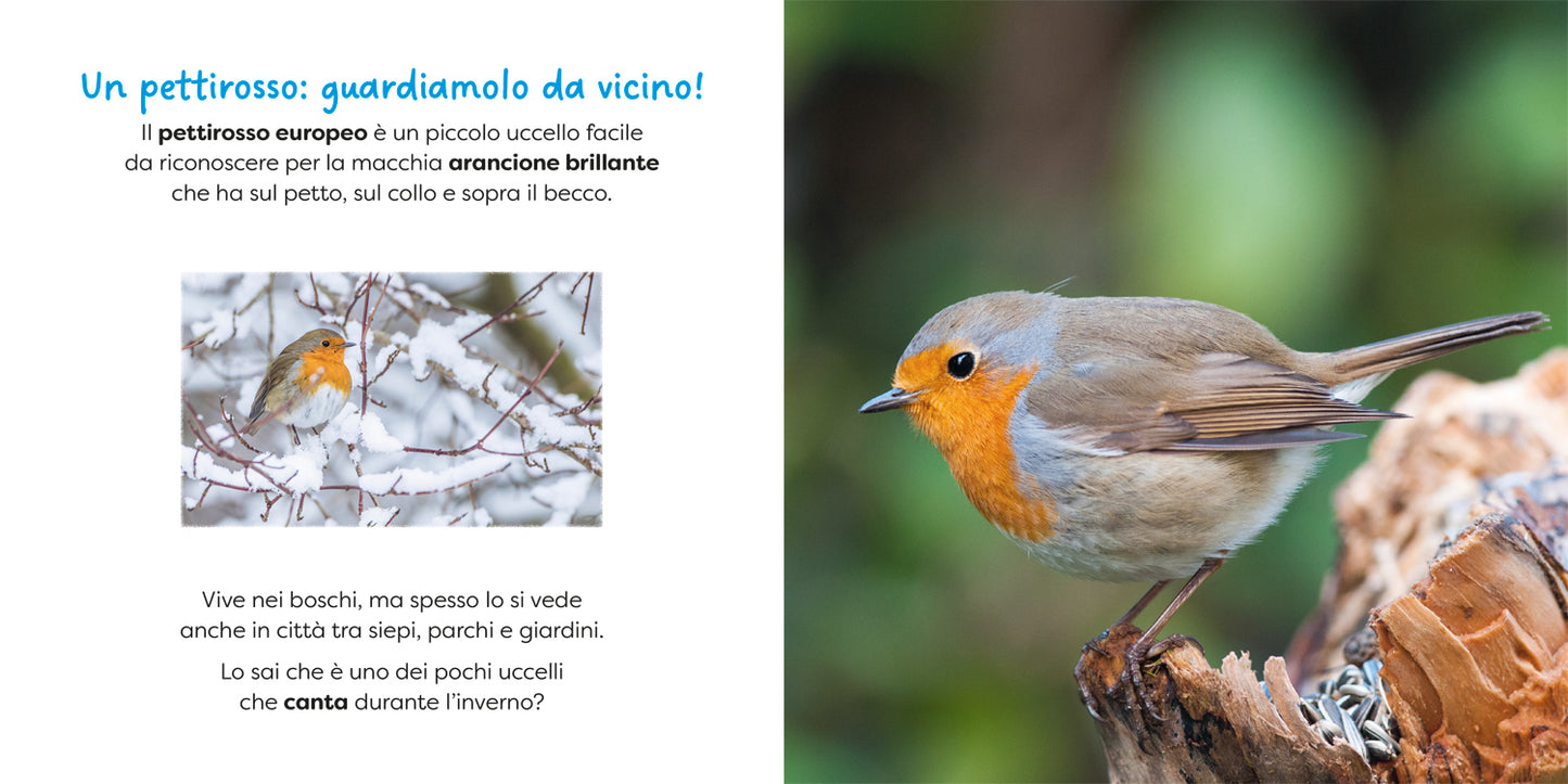Pettirosso