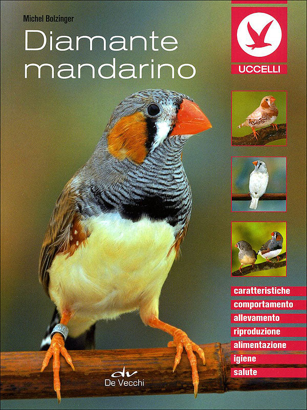 Diamante mandarino. Caratteristiche, comportamento, allevamento, riproduzione, alimentazione, igiene, salute