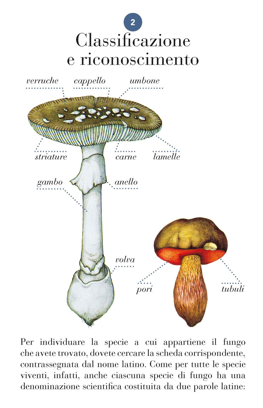 Funghi. 101 schede per conoscere, riconoscere e trovare i funghi