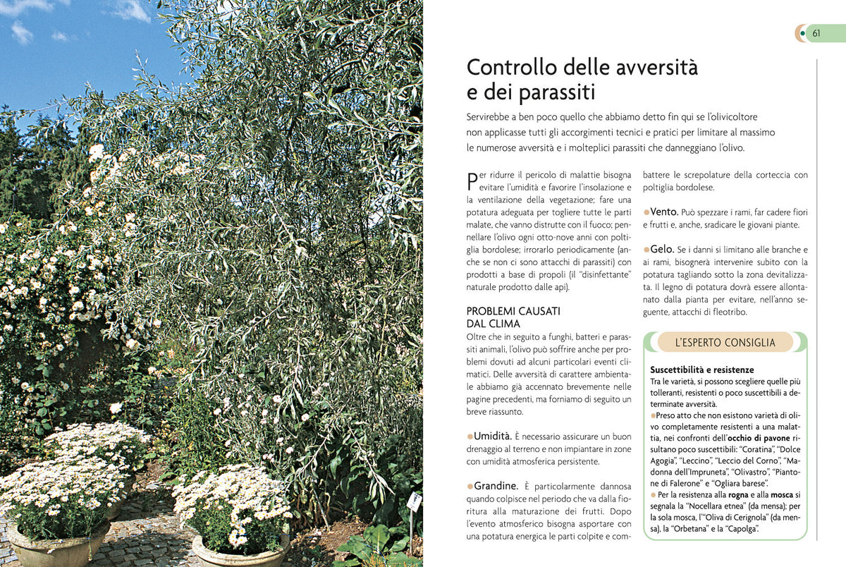 Olivo. Coltivazione, raccolta e utilizzo