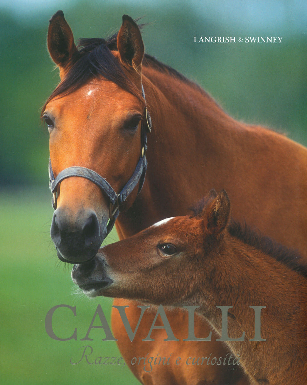 Cavalli. Razze, origini e curiosità.